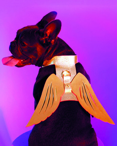 Exclusive dog harness Golden Eagle, inspired by WONDERWOMAN