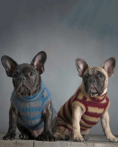 Wool jumper with striped pattern - For Dogs