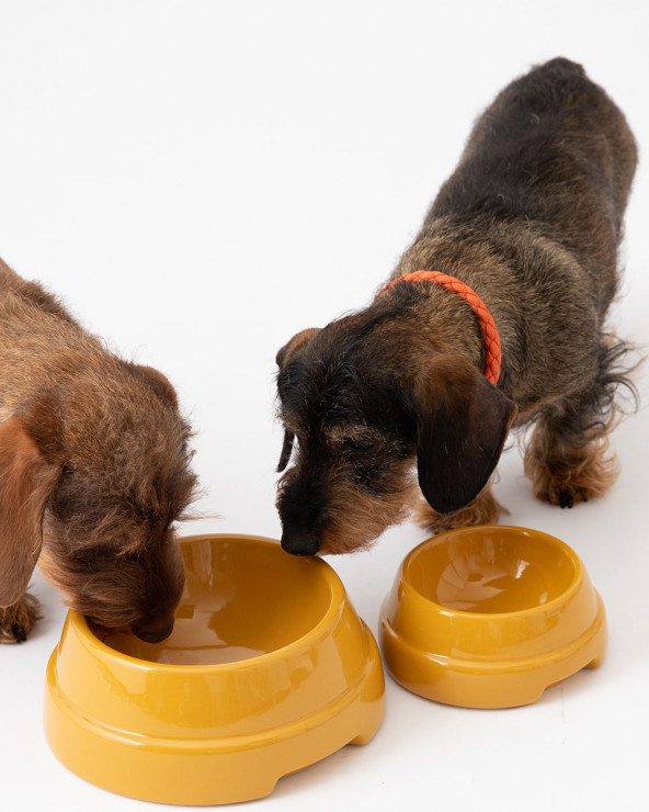 Elegant dog bowl in four exclusive colors.