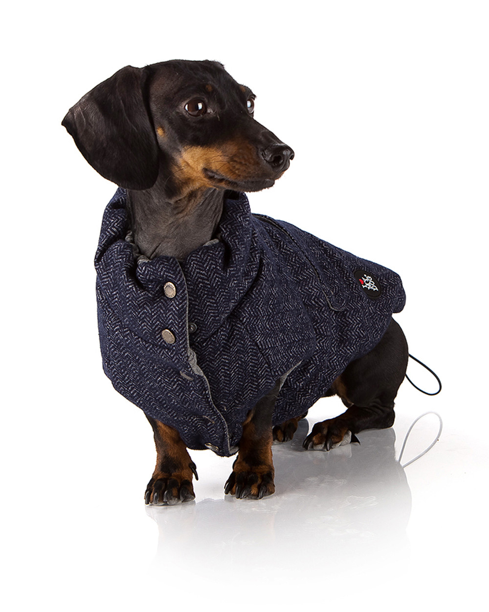 Jacket for Dogs - Free Shipping