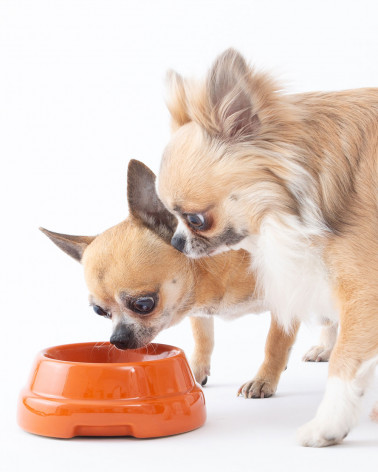 Elegant dog bowl in four exclusive colors.